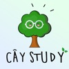 Cây Study