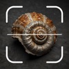 Fossil AI: Identify Fossil ID