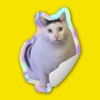 Cat Meme Stickers: Caticker