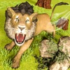 The Lion Forest Wild Animal