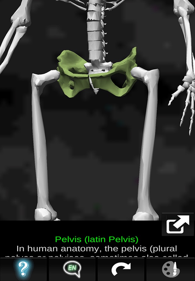 Bones 3D (Anatomy) screenshot 4