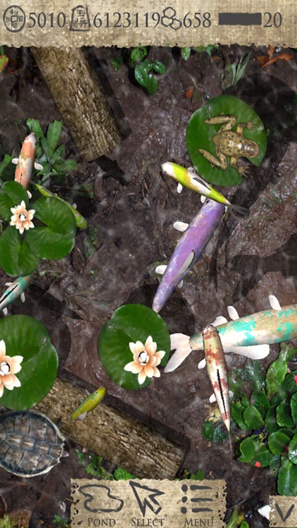 Pocket Pond 2