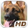 German Shepherd Simulator HD Animal Life
