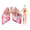 Would you like to enhance communication with your patients so they can better understand the nature of their lung condition