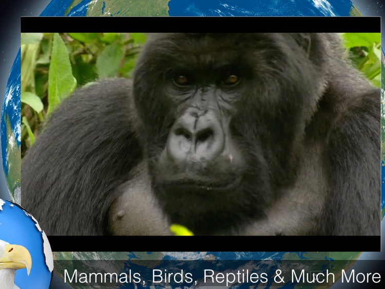 World Explorer - Animal Kingdom