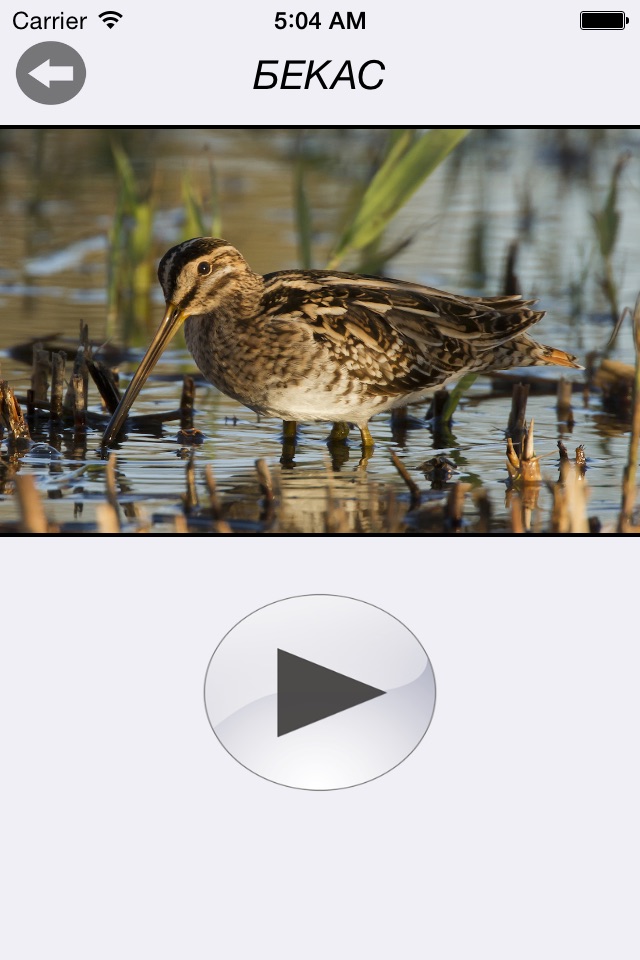 Птицы России - золотые голоса родной природы (free version) screenshot 3