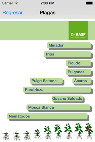 BASF México -  Cultivo del Chile screenshot 3