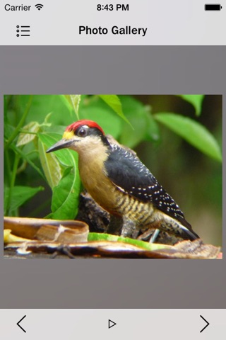 Woodpeckers Encyclopedia Pro screenshot 2