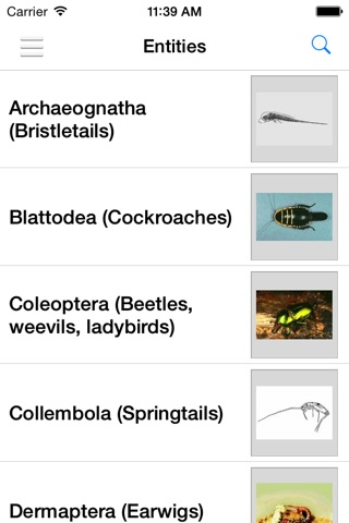 Key to Insect Orders screenshot 3