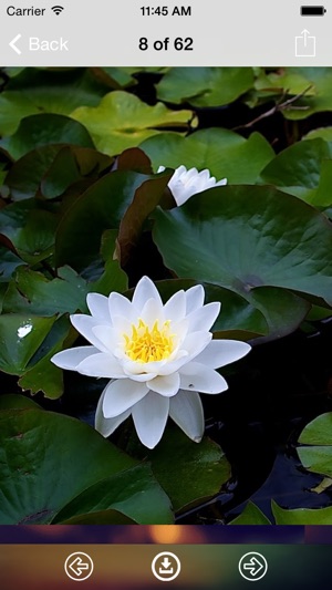 Lotus Wallpaper: Best HD Wallpapers(圖3)-速報App