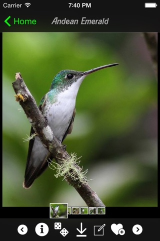 Hummingbirds Encyclopedia screenshot 2