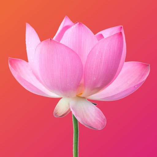 Lotus Wei iOS App