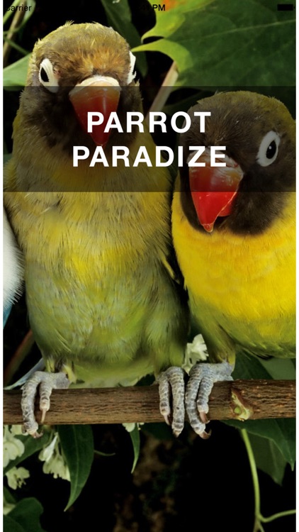 PARROT PARADIZE
