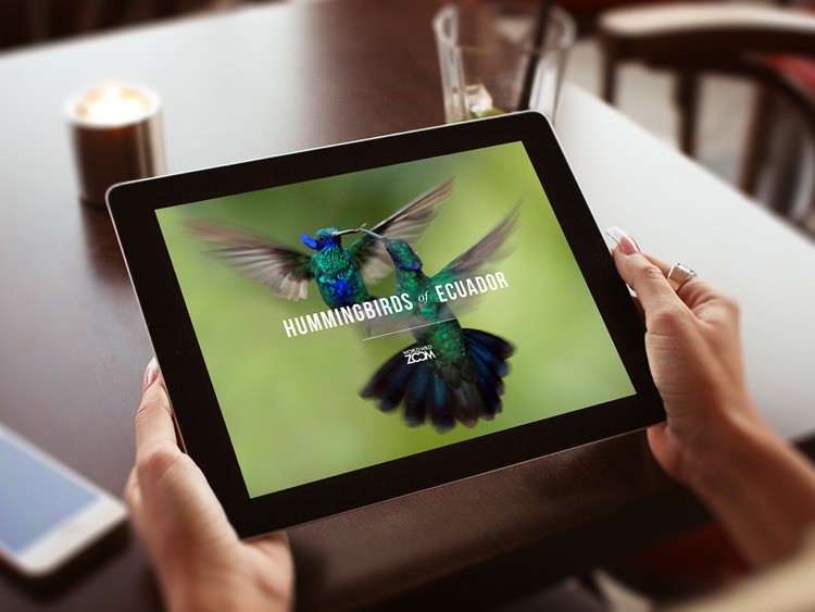 Hummingbirds of Ecuador screenshot-3