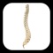 iSpineCare is an information resource for spine anatomy, function and disease