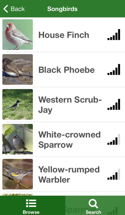 California Birds