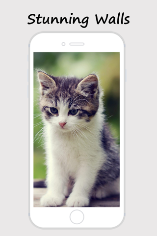 Kitty Wallpapers and Backgrounds screenshot 4