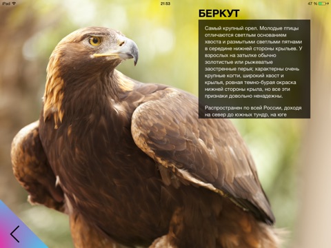 Редкие птицы России screenshot 2
