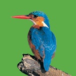 AudioZoo Bird Songs