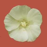 Rare and Priority Plants of the Pilbara PC 용