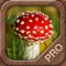 The ultimate mushroom field guide for your pocket
