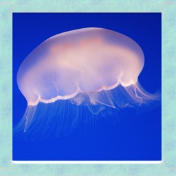Jellyfish Simulator 3D