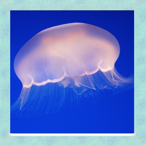 Jellyfish Simulator 3D icon