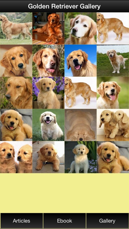 Golden Retriever Guide - Everything You Need To Know About Golden Retriever !