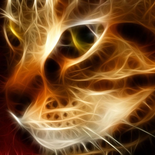 Amazing Cats Wallpapers icon