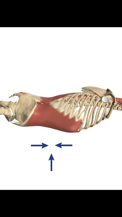 mLumbarAnatomy screenshot-3