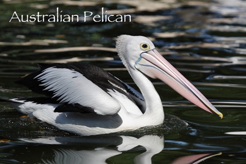 Wetland Wings screenshot 3