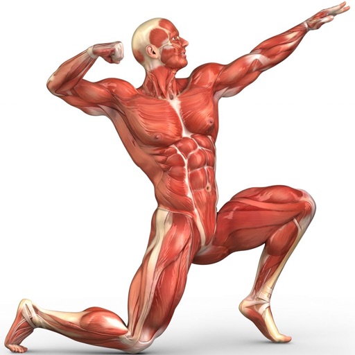 Human Body : Muscular System Trivia iOS App