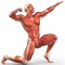 Human Body : Muscular System Trivia
