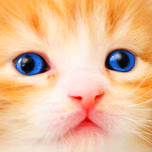 Cat Kitten Kitty Pet Baby Animal JIgsaw Puzzle Games for Girls who love educational memory learning puzzles for kids and toddlers