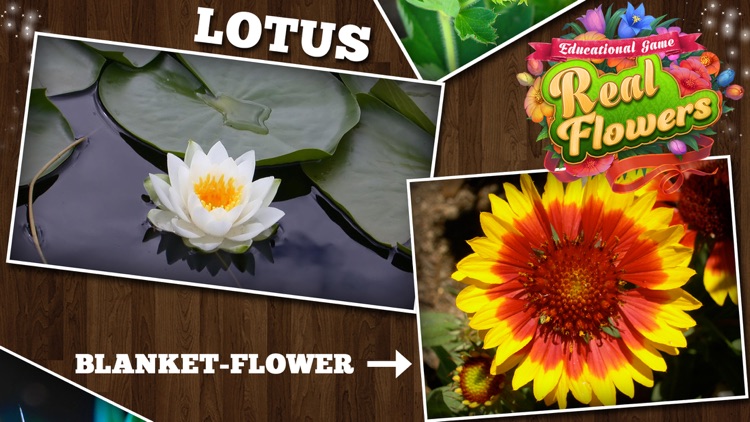 Educational Game Real Flowers