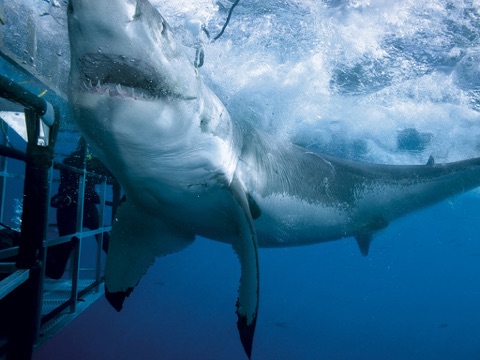 Скриншот из Shark Attack Survival: Great White & Tiger, Blue & Mako, Hammerhead & Whale