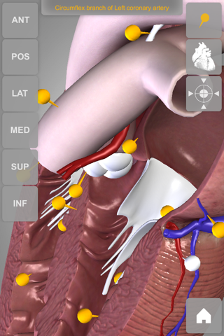 Heart - 3D Atlas of Anatomy screenshot 2