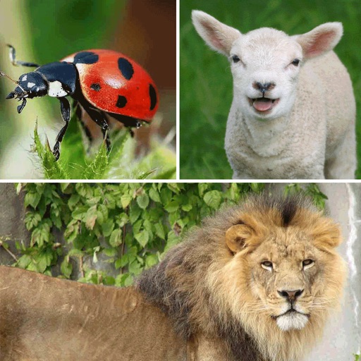 Guess the Animals Quiz - What's the creature from the jungle, farm, sea, and air in the pic? iOS App