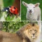 Guess the Animals Quiz - What's the creature from the jungle, farm, sea, and air in the pic?
