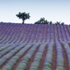 Lavander, Provence and French Riviera