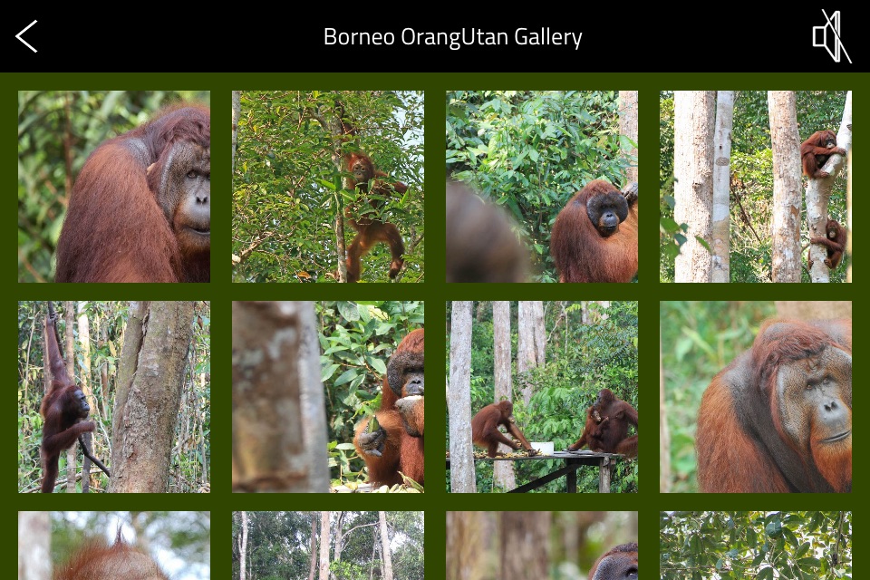 OrangUtan - Indonesia screenshot 4