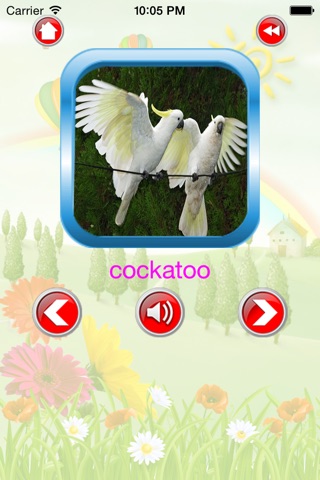 Bird For Kid - Educate Your Child To Learn English In A Different Way screenshot 3