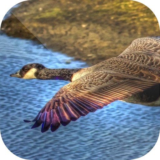 Easy Duck Hunting Calls - Finest Duck Hunting Calls which Every Duck Hunter Must Use