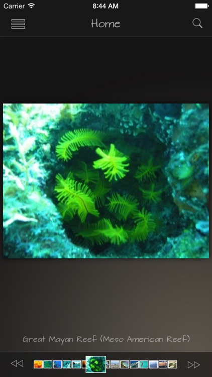 Coral Reefs Wiki +