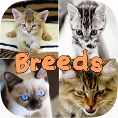 Activities of Cute Cat Breed Quiz Games