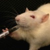 Rat Medication Dose Calculator