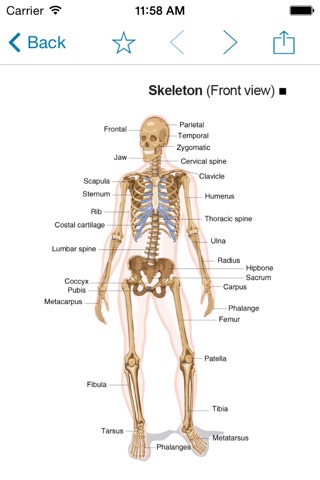 Miniatlas Musculoskeletal System screenshot 2