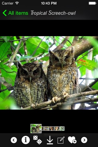 Owls Encyclopedia-Pro screenshot 2