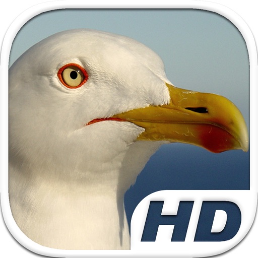 Seagull Bird Simulator HD Animal Life icon