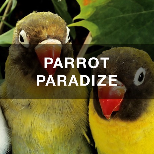 PARROT PARADIZE